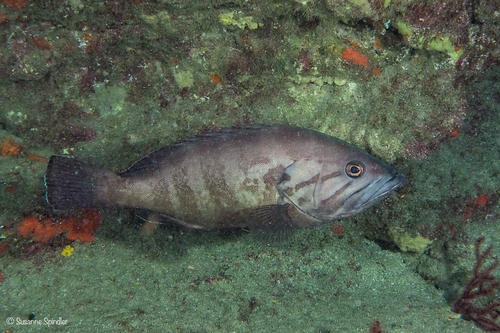 Epinephelus caninus