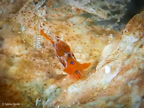 Polycera elegans