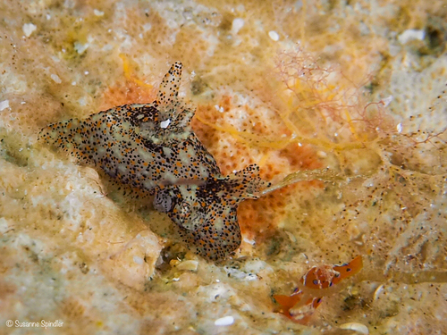 Thecacera pennigera