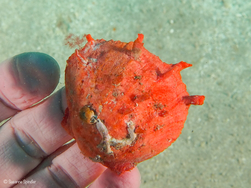 Spondylus senegalensis