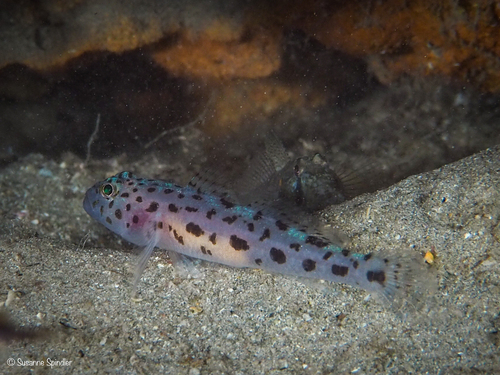 Thorogobius ephippiatus