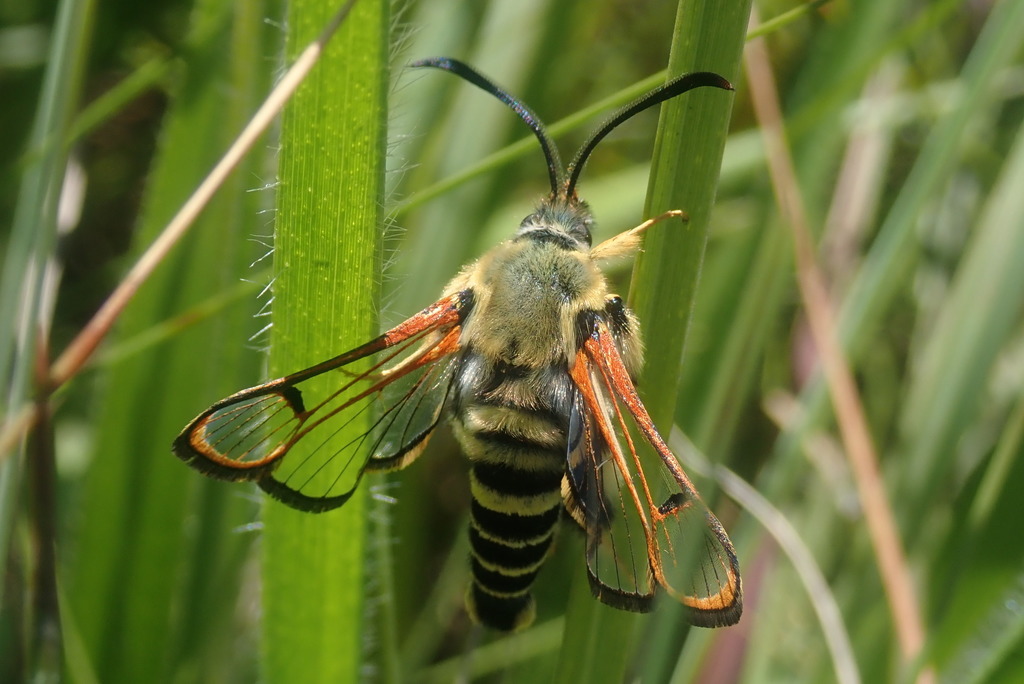 Alonina luteopunctata