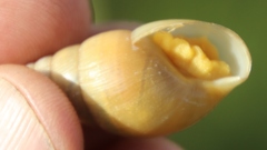 Cochlitoma transvaalensis