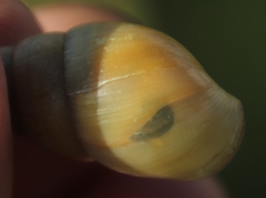 Cochlitoma transvaalensis