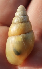 Cochlitoma transvaalensis