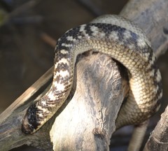 Crab-Eating Snake photo 3