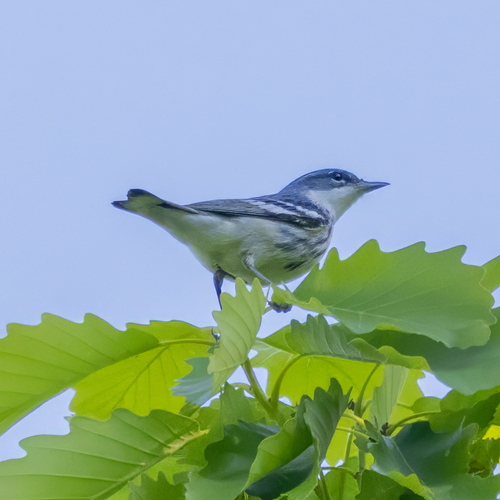 Cerulean Warbler (Setophaga cerulea), photo 5