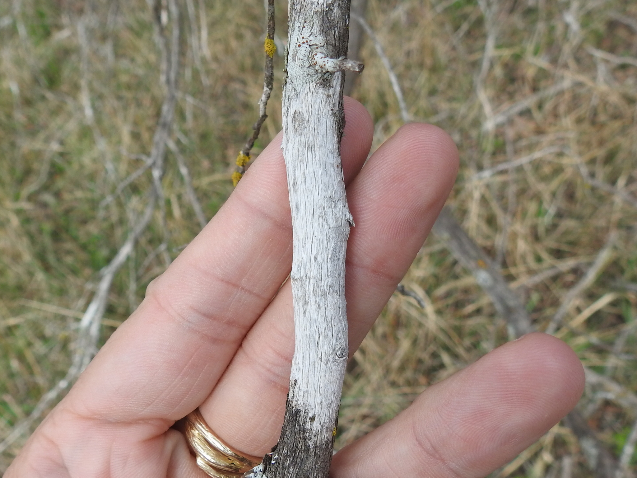 Robergea albicedrae image