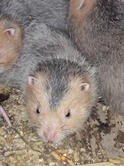 Rhizomys sumatrensis