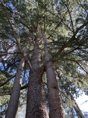 Cedrus