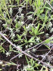 Psilocarphus brevissimus