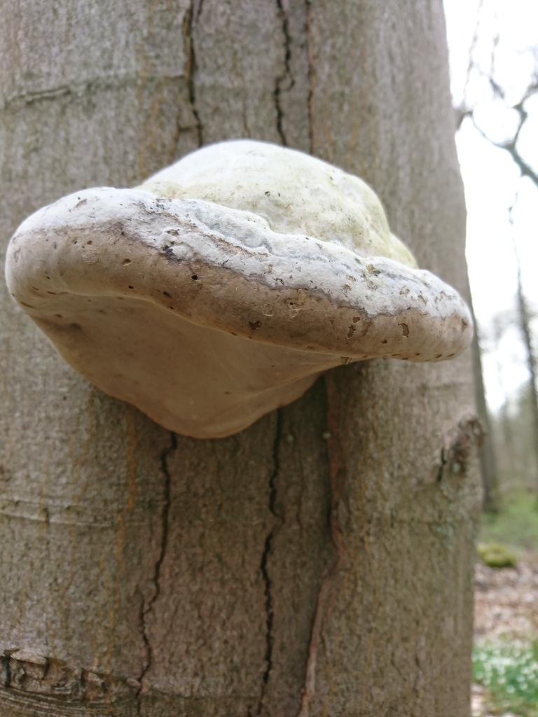 Fomes fomentarius · April 2026 · photo: © jadekf (iNaturalist, cc0)