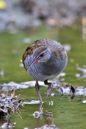 iNaturalist image