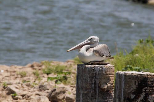 Pelícano rosado (Pelecanus rufescens)