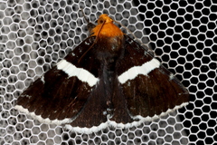 Buzara frontinus