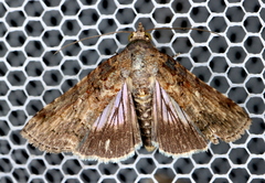 Lophoptera hemithyris