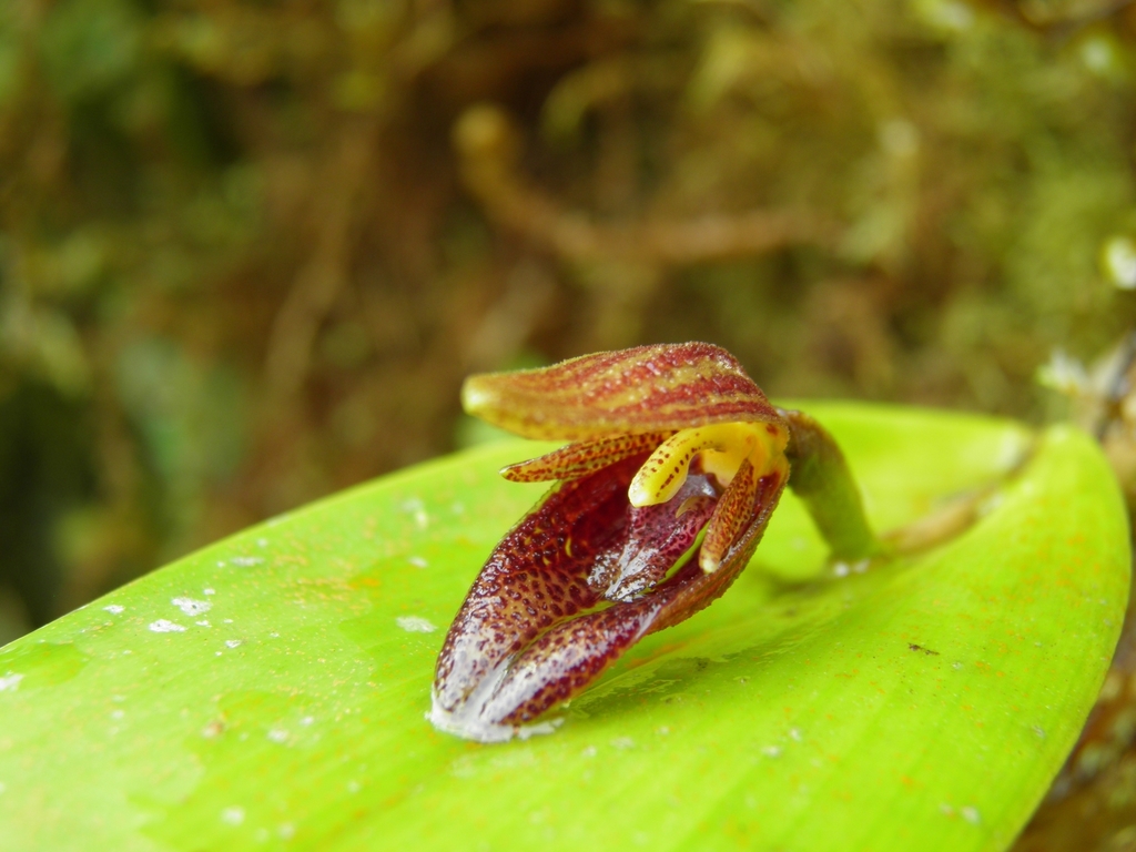 Echinosepala sempergemmata