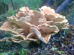 Bondarzewia kirkii