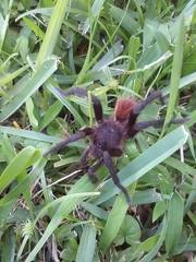 Acentropelma