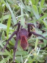 Acentropelma