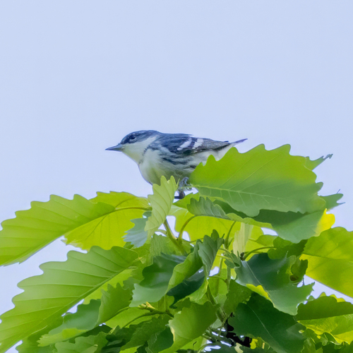Cerulean Warbler (Setophaga cerulea), photo 6