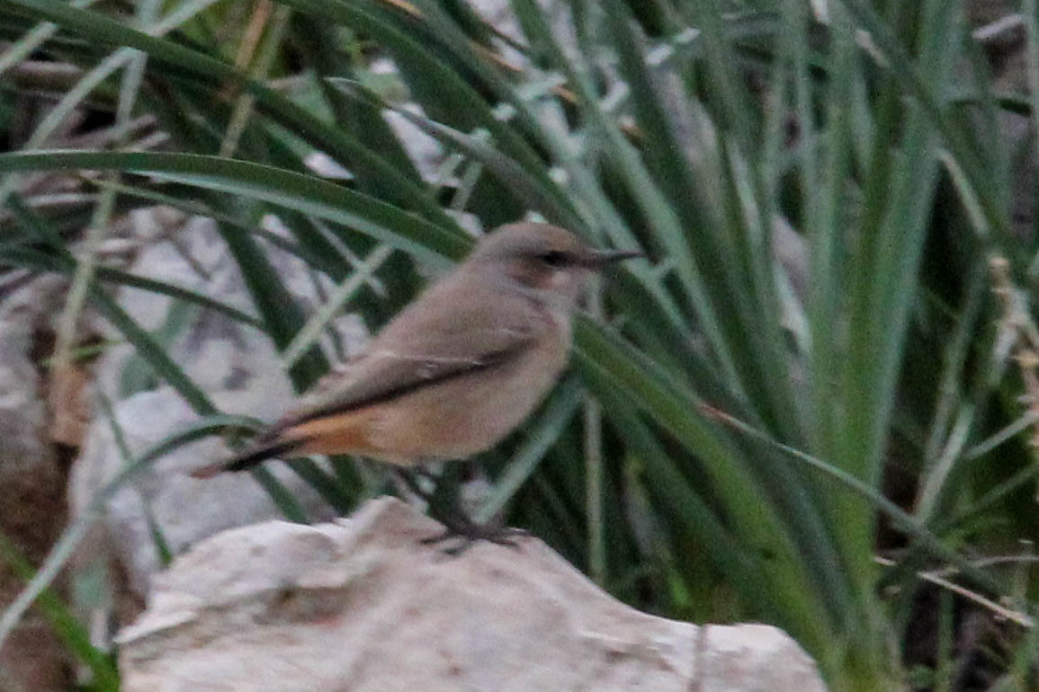 Kurdish Wheatear (Oenanthe xanthoprymna), photo 9