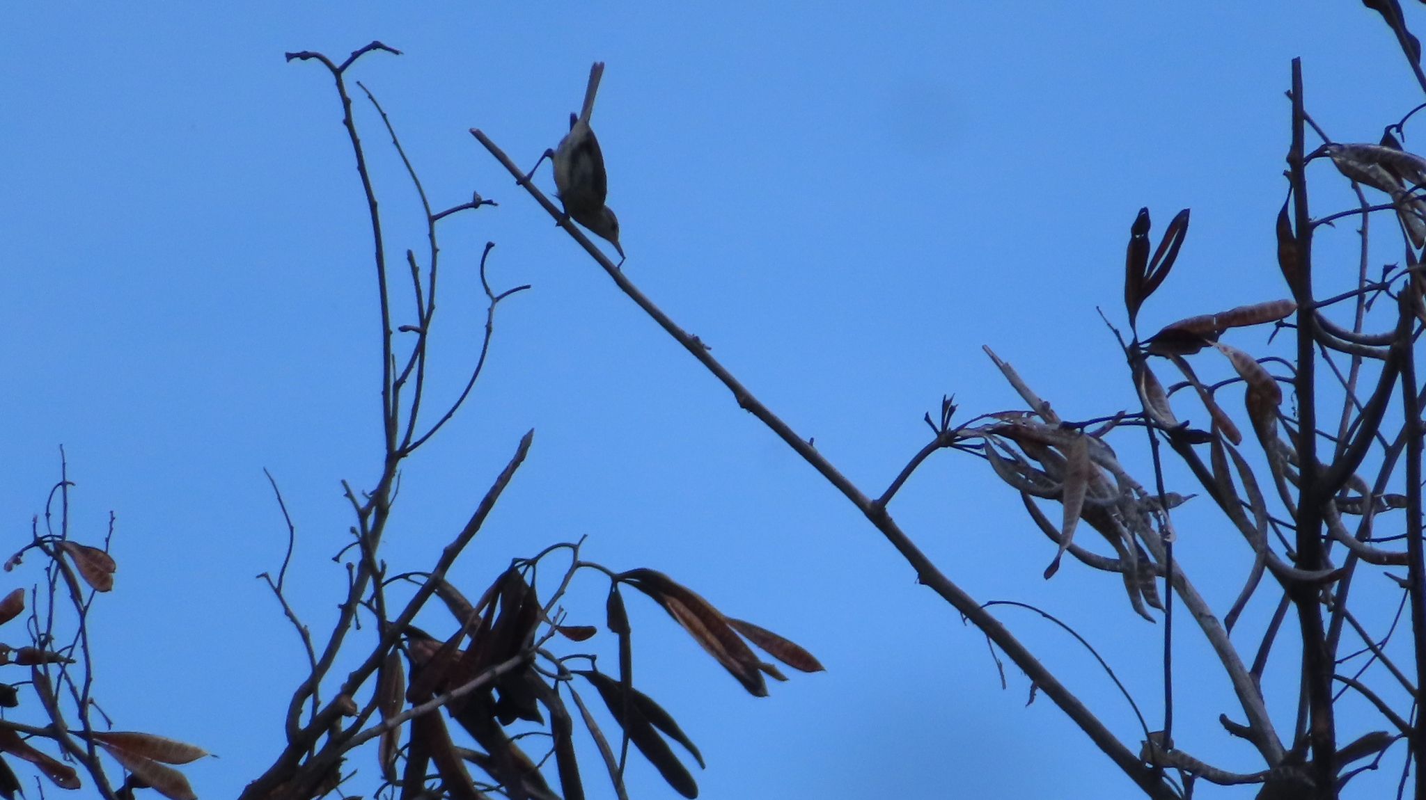Noronha Vireo (Vireo gracilirostris), photo 3