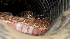 Masticophis flagellum piceus