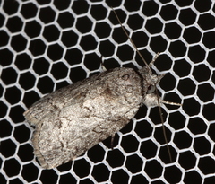 Nycteola polycyma
