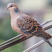 Oriental Turtle Dove - Photo (c) 戴安國, some rights reserved (CC BY-NC)