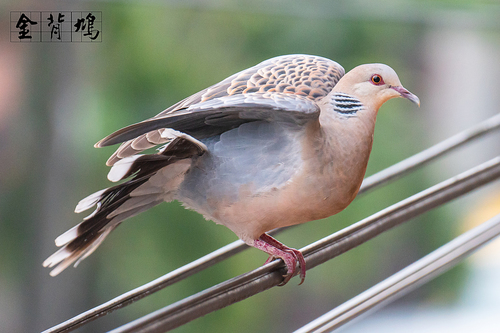 Oriental Turtle-Dove, photo 7 of 10