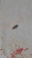 Megophthalminae
