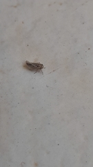 Megophthalminae