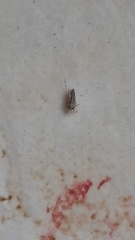 Megophthalminae