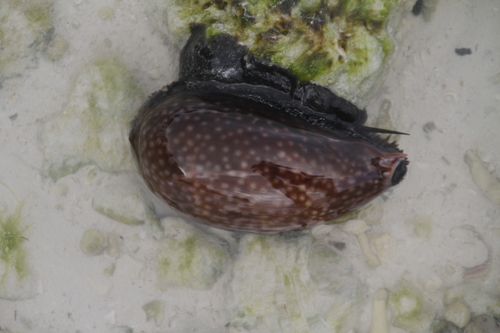 Macrocypraea cervus image