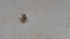 Megophthalminae