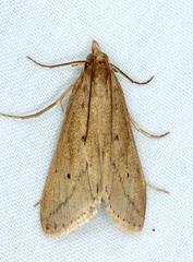 Scirpophaga nivella