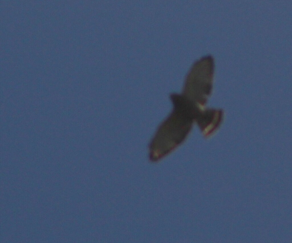 Broad-winged Hawk from Druid Hill Park, Baltimore, MD, USA on April 21 ...