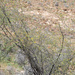 Acacia ehrenbergiana