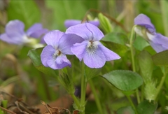 Viola sacchalinensis