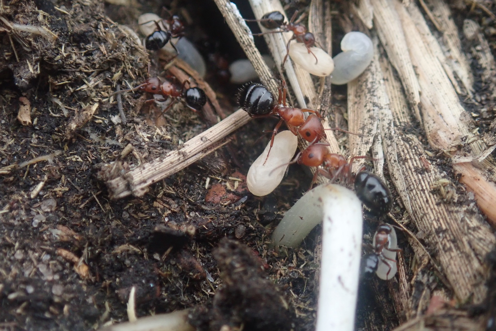 Camponotus valdeziae