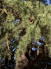 Cedrus