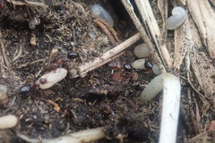 Camponotus valdeziae