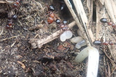 Camponotus valdeziae