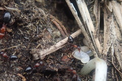 Camponotus valdeziae