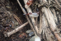 Camponotus valdeziae