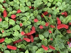 Acalypha pendula