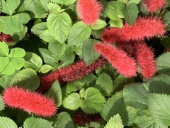 Acalypha pendula