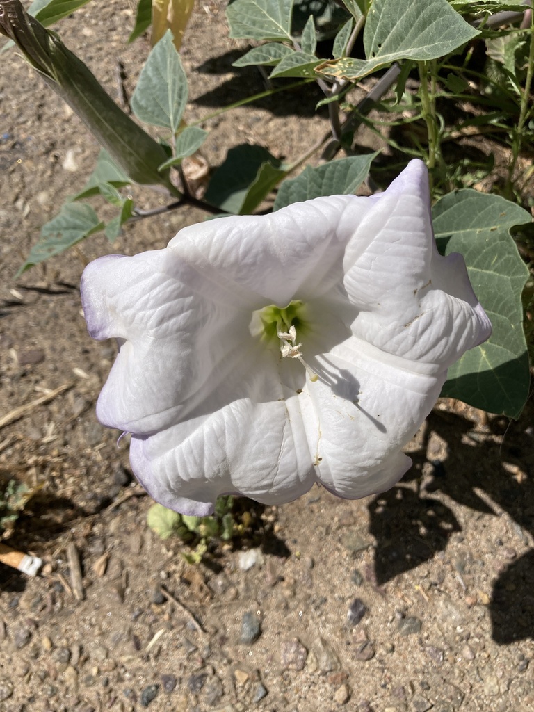 Sacred Datura from Campo Rd, Spring Valley, CA, US on April 21, 2026 at ...