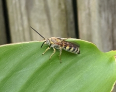 Radumeris tasmaniensis